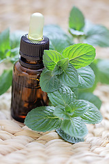 Image showing mint essential oil