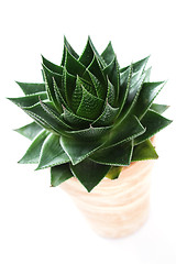 Image showing aloe vera