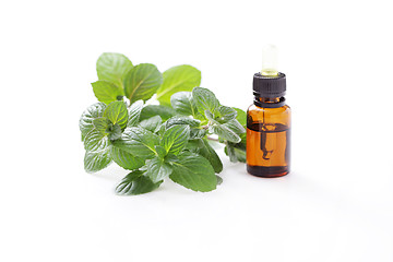 Image showing mint essential oil