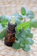 Image showing mint essential oil