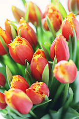 Image showing lovely tulips