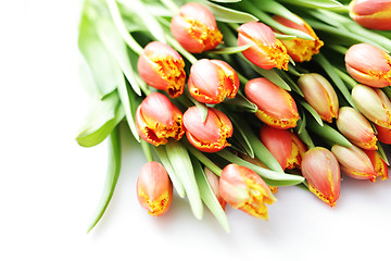 Image showing lovely tulips