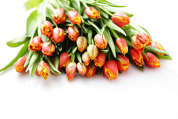 Image showing lovely tulips