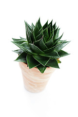 Image showing aloe vera