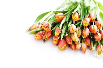 Image showing lovely tulips