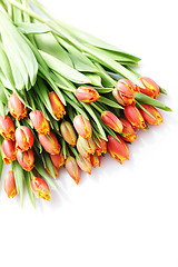 Image showing lovely tulips