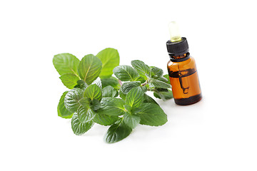 Image showing mint essential oil