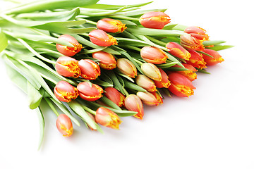 Image showing lovely tulips