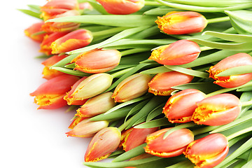 Image showing lovely tulips