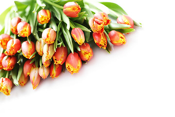 Image showing lovely tulips