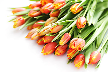 Image showing lovely tulips