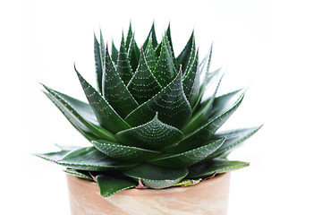 Image showing aloe vera