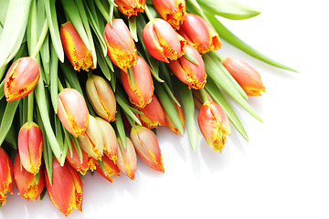 Image showing lovely tulips