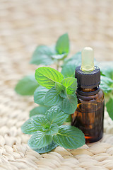 Image showing mint essential oil