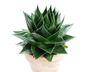 Image showing aloe vera