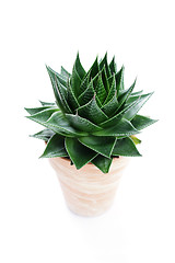 Image showing aloe vera