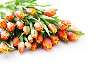 Image showing lovely tulips