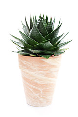 Image showing aloe vera