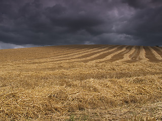 Image showing Harvest before the storm