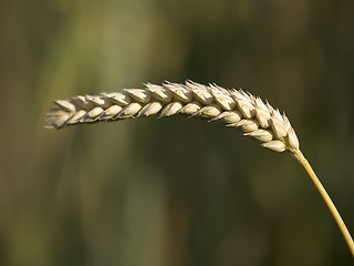 Image showing Wheat