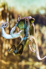 Image showing octopus