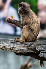 Image showing A Monkey Eating an Apple