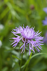 Image showing Purple Cornflower