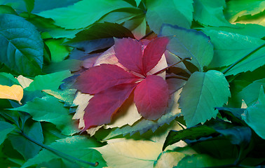 Image showing Background of multicolor leaves