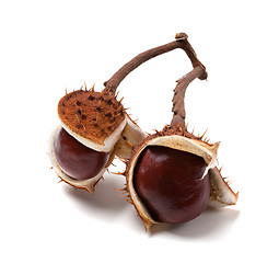 Image showing Two horse chestnuts on branch