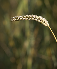 Image showing Wheat 2