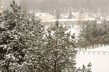 Image showing snow covered tops of pine trees snow covered yard  