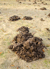 Image showing mole hill soil left garden meadow lawn spring 