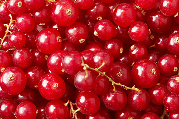 Image showing red currant background