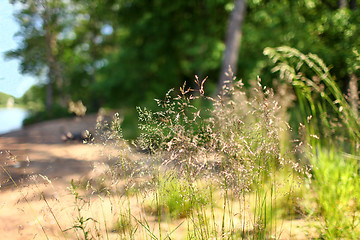 Image showing field herb   