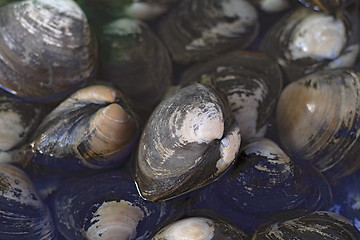 Image showing Oysters