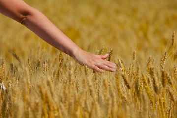 Image showing hand in wheat field