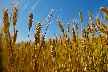 Image showing wheat field with blue sky in background