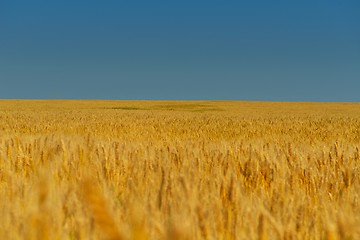 Image showing wheat field with blue sky in background