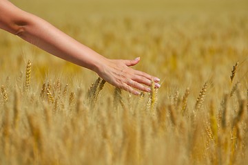 Image showing hand in wheat field