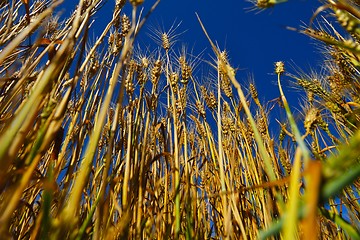 Image showing wheat field with blue sky in background