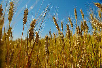 Image showing wheat field with blue sky in background