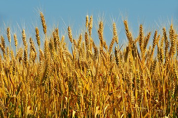 Image showing wheat field with blue sky in background