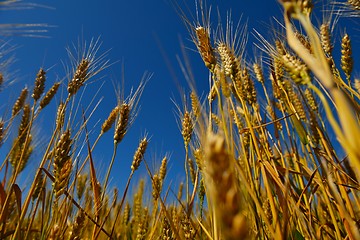 Image showing wheat field with blue sky in background