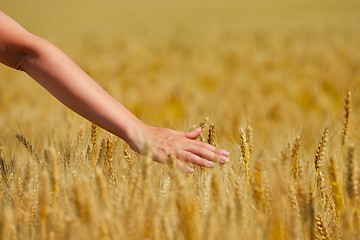 Image showing hand in wheat field