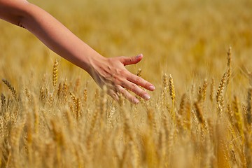 Image showing hand in wheat field