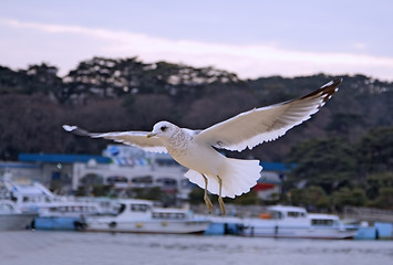 Image showing Seagull flight