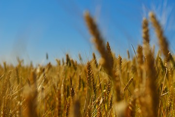 Image showing wheat field with blue sky in background