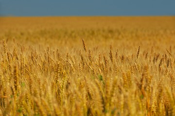 Image showing wheat field with blue sky in background