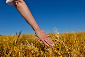 Image showing hand in wheat field