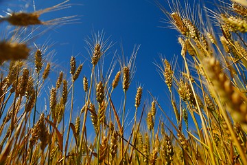 Image showing wheat field with blue sky in background